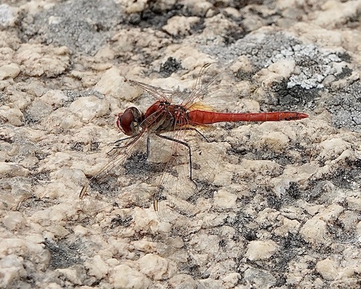 red-veined darter